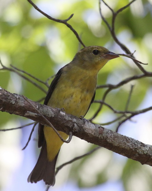 Scarlet Tanager